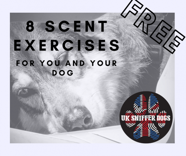 8 Free Scent Exercises to do with your dog