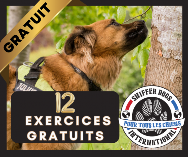 12 jeux de détection gratuits à jouer avec votre chien
