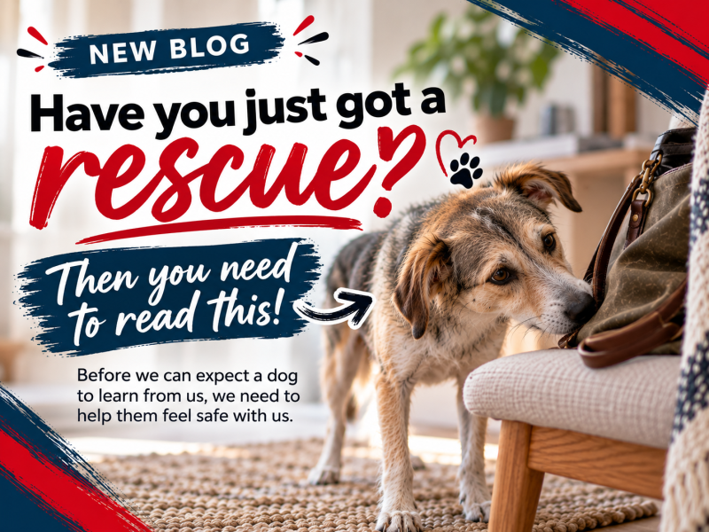 Have You Just Adopted a Rescue Dog? Here's Why Building Trust Should Come Before Obedience ?