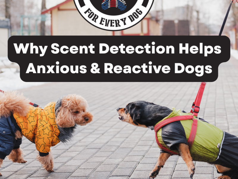 Why Scent Detection Helps Anxious & Reactive Dogs